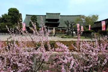 <p>Kanzo Yashiki with peach blossom in the foreground</p>