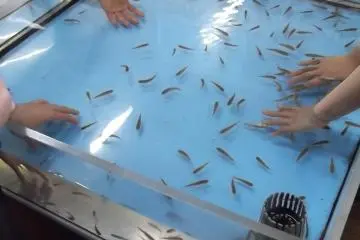 ด็อกเตอร์ฟิสจะล้างมือของคุณให้สะอาด
