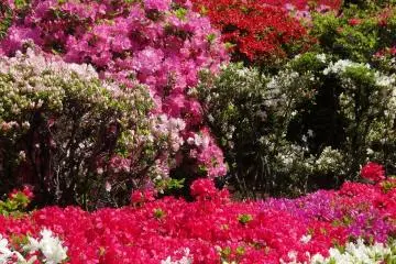 <p>The center of the park has the most impressive display</p>