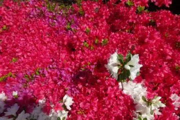 <p>A blend of colors</p>
