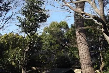 The garden is full of tall trees
