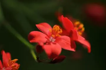 ต้น Jatropha curcas ในประเทศญี่ปุ่นเรียกกันว่าดอกเชอรี่แห่งภาคใต้ ดูเหมือนกับดอกเชอรี่ที่มีห้ากลีบ