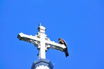 <p>A black kite takes a rest perched on a cross, scanning the area for food</p>