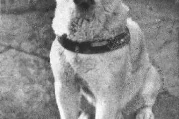 One of the last few photos taken of the beloved Japanese Akita named&nbsp;Hachiko