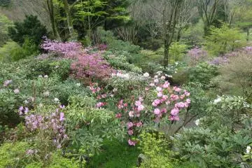A hillside of rhododendrons in rural Oita