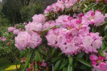 The garden is in bloom throughout April and May