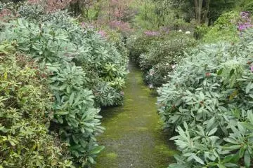 There are narrow paths through the bushes
