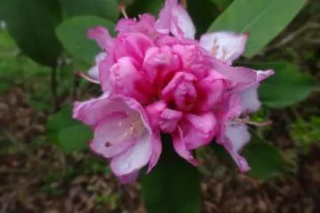 The blooms come in various shades of pink and white