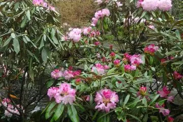 The rhododendrons are also planted with azaleas and a few other flower species