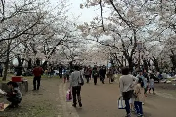 <p>People looking for a good spot to enjoy the cherry blossoms</p>