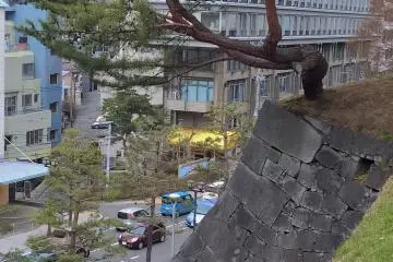 <p>A pine tree on a precarious position</p>