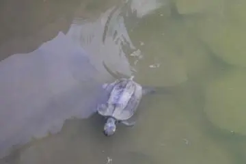 A new friend