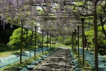<p>The trellis closest to the entrance really sets the scene for what's to come</p>