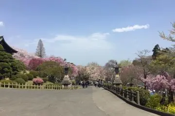 <p>One of the less crowded hanami&nbsp;areas around&nbsp;Sendai&nbsp;</p>