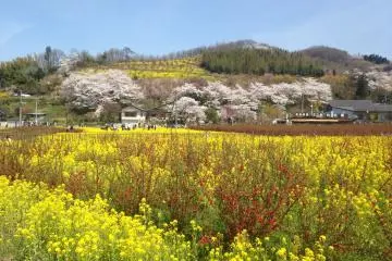 <p>The fields along the path to the mountain</p>