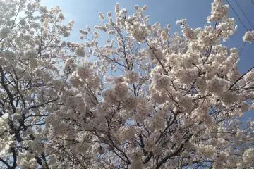 <p>The sakura trees in full bloom</p>