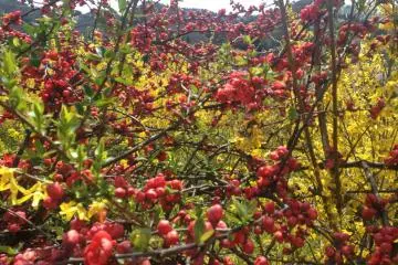 <p>The different types of flowers you will see</p>