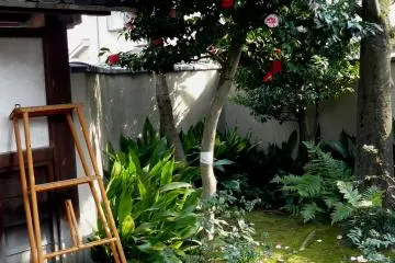 Apparently, gardeners painted only half of the roses and dumped the ladder