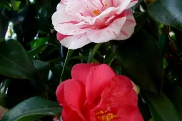 This here ought to have been a&nbsp;red rose tree here (OK, camellia), but the white one with red veins has grown&nbsp;instead...