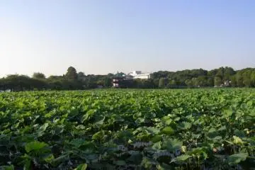 Shinobazu Pond In Ueno Park