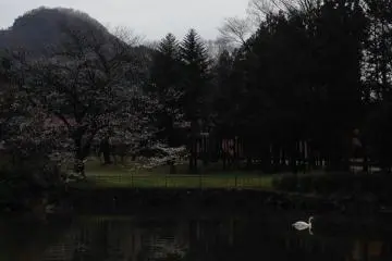 <p>One of the highlights of the grounds - a cherry blossom tree, a lake and a swan! Poetry in motion</p>