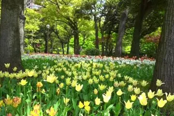 横浜：優しい風にゆれるチューリップ