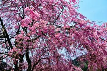 Cascading Cherry Trees at Takeda