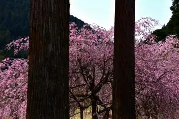 มองไปยังต้นซากุระผ่านต้นสน