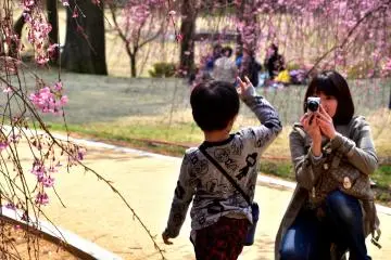 แม่ลูกกำลังถ่ายรูปดอกซากุระ