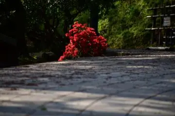 Red azalea blooming beside the path in the park