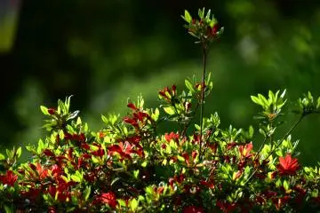 Nishiyama Park is famous for its 50,000 azaleas, and they are just starting to bloom