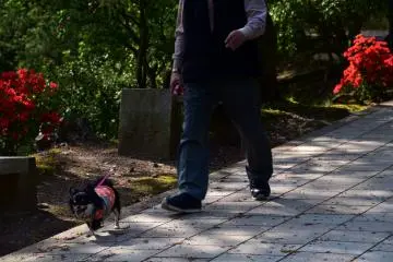 A man and his dog taking a stroll along the pathway decorated with early blooms of red azaleas