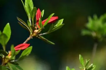 Close-up look at the azalea buds. They will bloom in lovely red in early May.