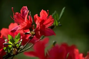 <p>There were already blooming azaleas in the park</p>