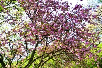 <p>Yae-zakura in full bloom (yae-zakura is different kind of cherry blossoms that will bloom in late April)</p>