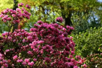 <p>Pink azaleas were also blooming earlier than usual</p>