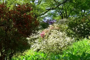 <p>Red, pink and white azaleas just started to bloom. The whole park will be colorful with these flowers soon.</p>