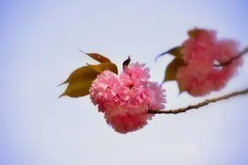 <p>Lovely pom-pom-like pink blossoms of yae-zakura</p>
