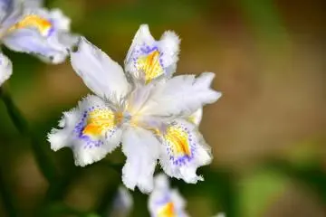 <p>Macro photo of Shaga iris</p>