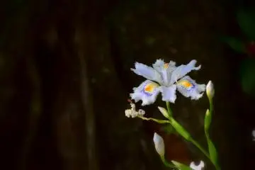 <p>Shaga iris in shadow</p>