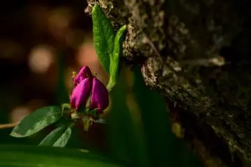 <p>Buds of pink azalea?</p>