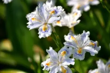 Shaga (iris japonica) blooming in a gentle spring breeze