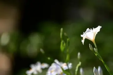 Shaga iris radiant in the sun