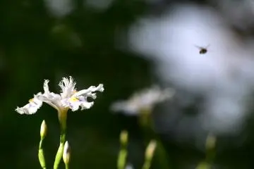 <p>Shaga iris and a bee</p>
