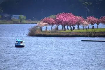 아이리스 다리에서 볼 수 있는 공원 내 돌고래 모양의 배와 야에자쿠라 벚나무 전망