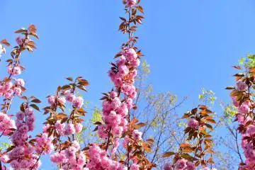 <p>Yae-zakura cherry blossoms reaching for the blue sky</p>