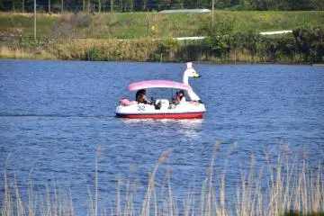 <p>Swan-shaped boats are busy on holidays!</p>