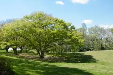 <p>This garden has a lot of open space that is great for picnics</p>