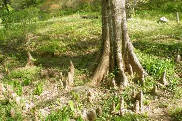 <p>This is pretty awesome. I'm not sure if those are roots or new plants, but they look like an army of protectors</p>