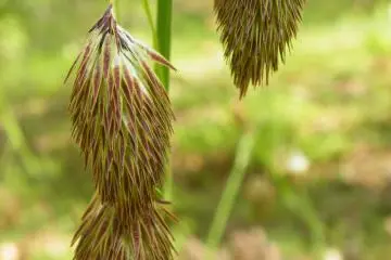 <p>The "Carex Podogyna" or "Raccoon Dog Orchid". It was the first time I saw this plant. Interesting, isn't it?</p>